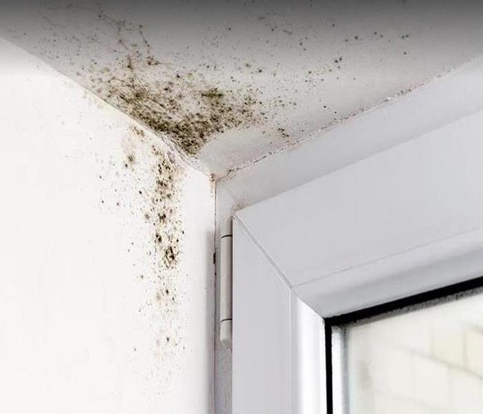 Mold growing on ceiling above window