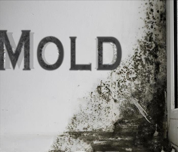 mold spelled on wall